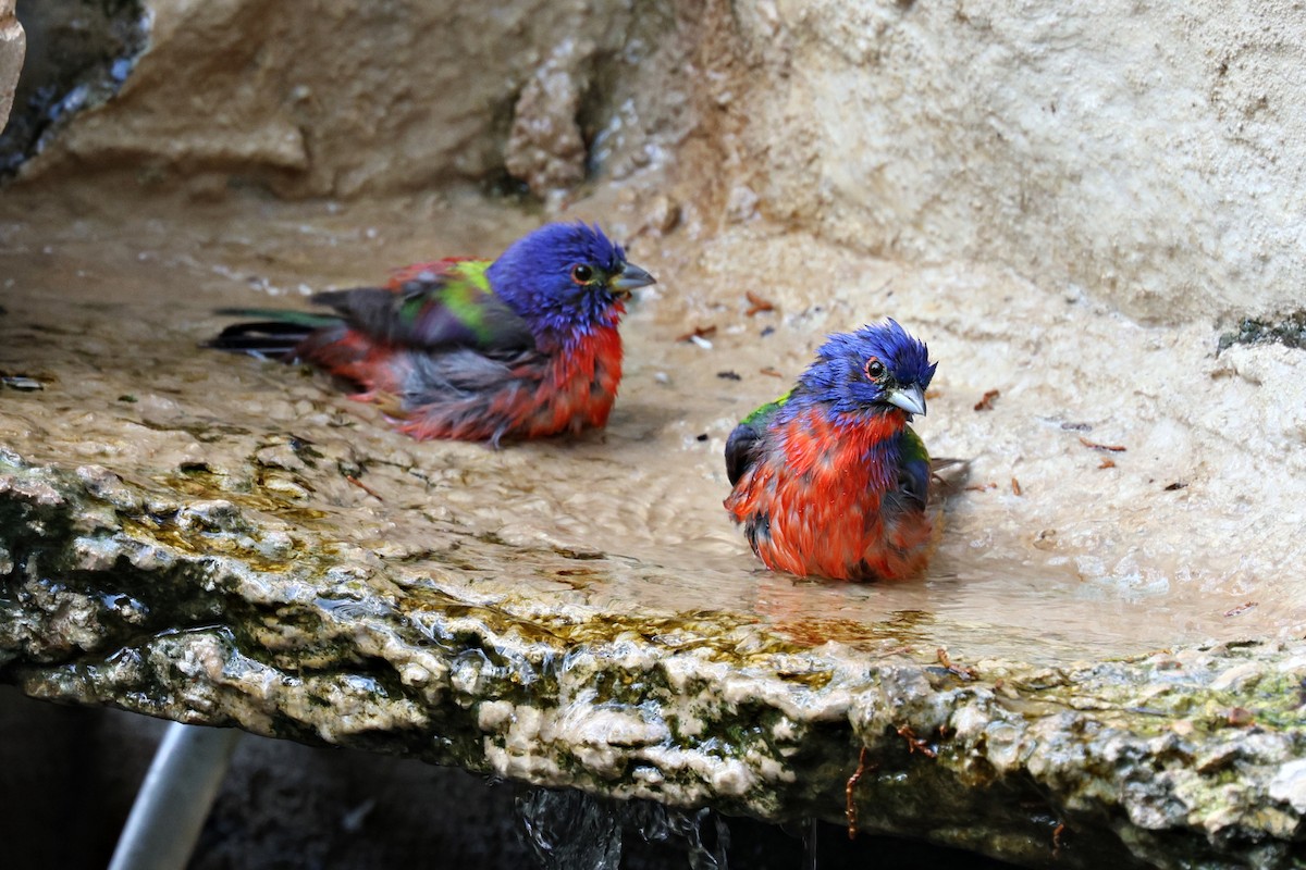 Painted Bunting - ML619214577
