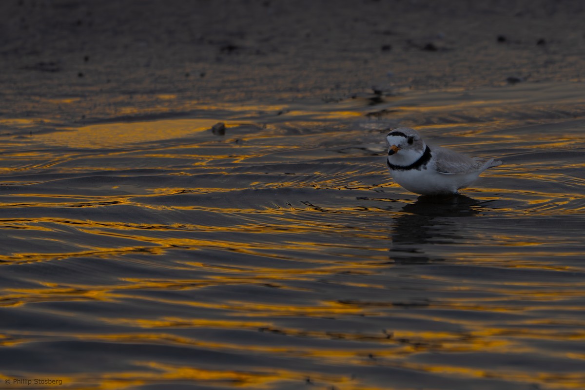 Piping Plover - ML619214580