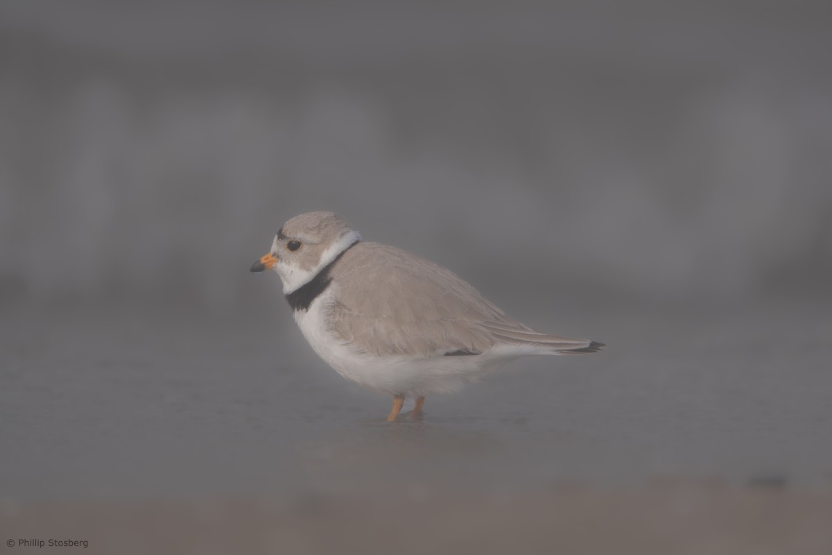 Piping Plover - ML619214582