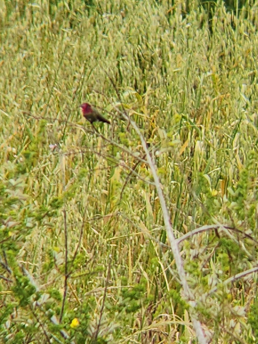 Anna's Hummingbird - ML619214586