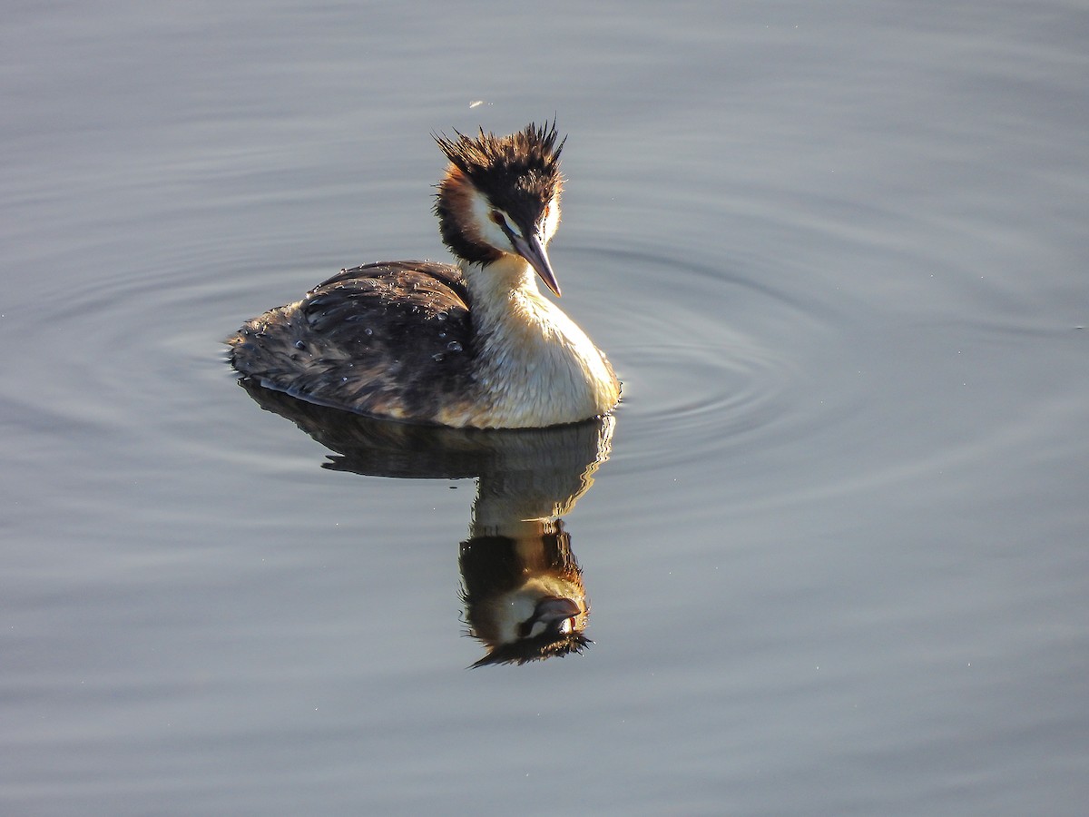 Great Crested Grebe - ML619214606