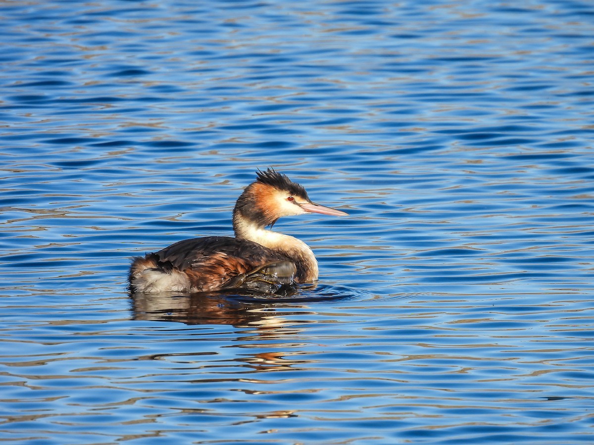 Great Crested Grebe - ML619214607