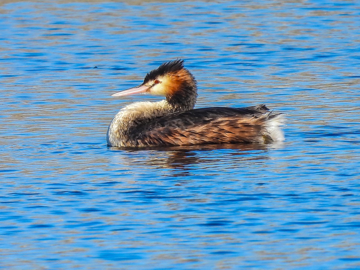 Great Crested Grebe - ML619214608