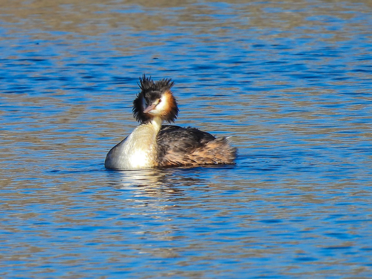 Great Crested Grebe - ML619214609