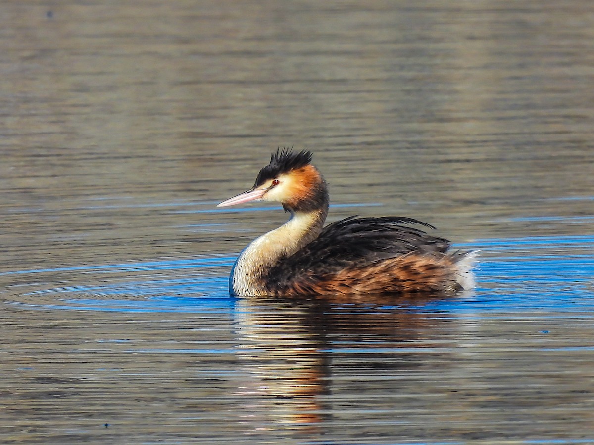 Great Crested Grebe - ML619214610