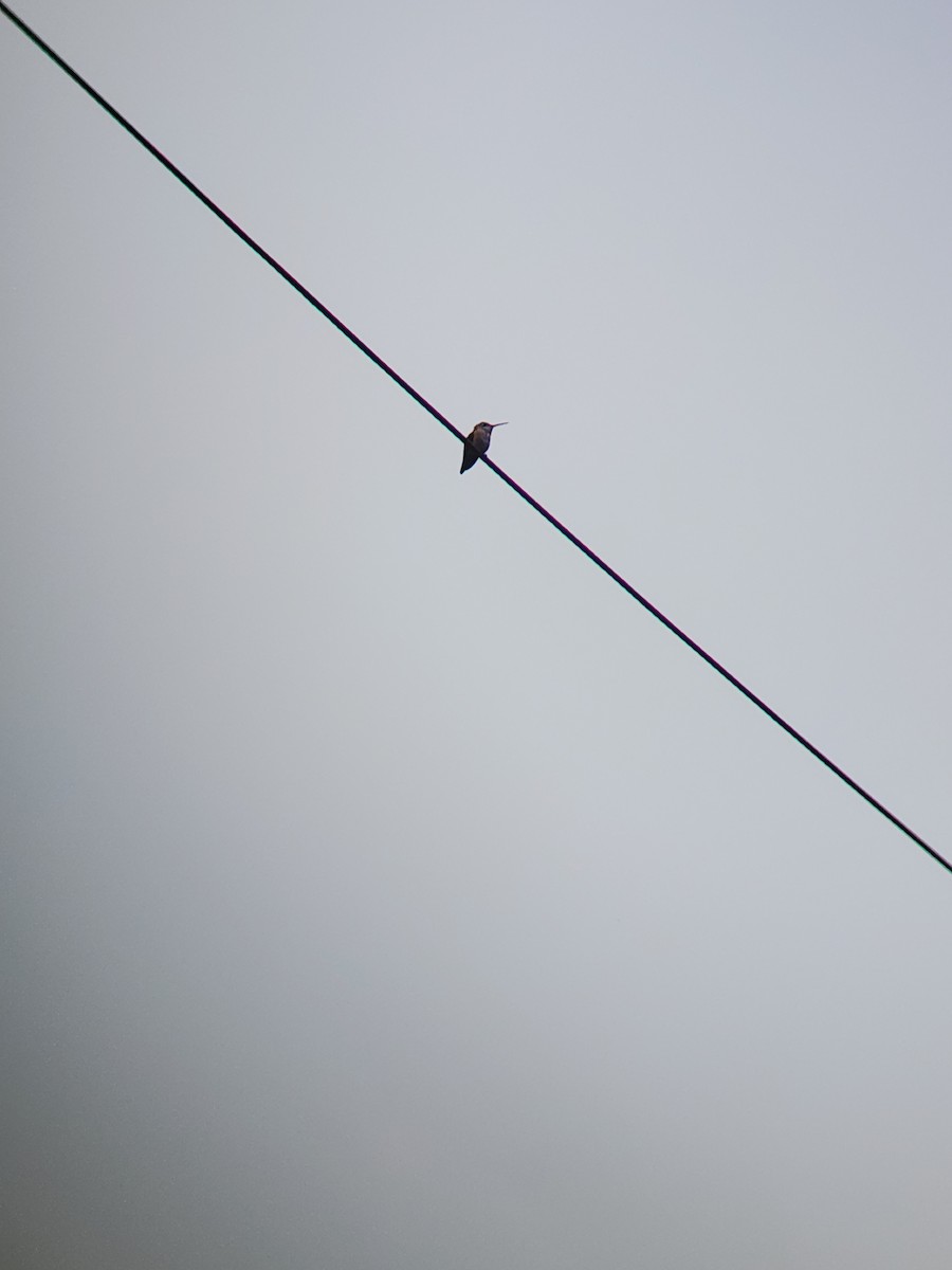 Anna's Hummingbird - ML619214613