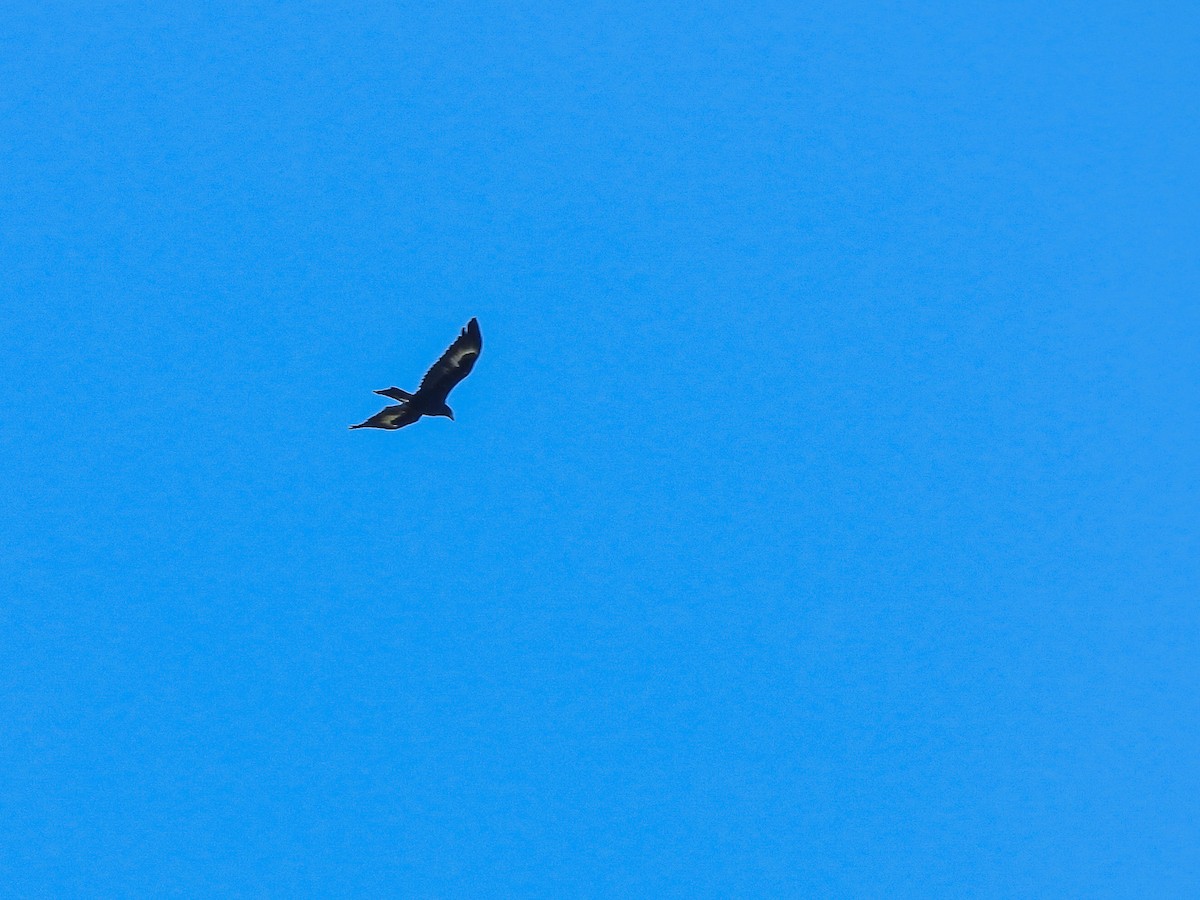 Wedge-tailed Eagle - ML619214635