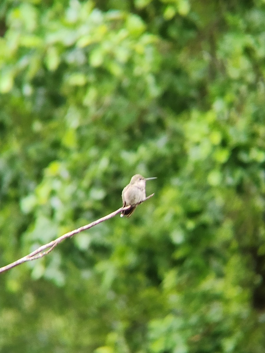 Anna's Hummingbird - ML619214645
