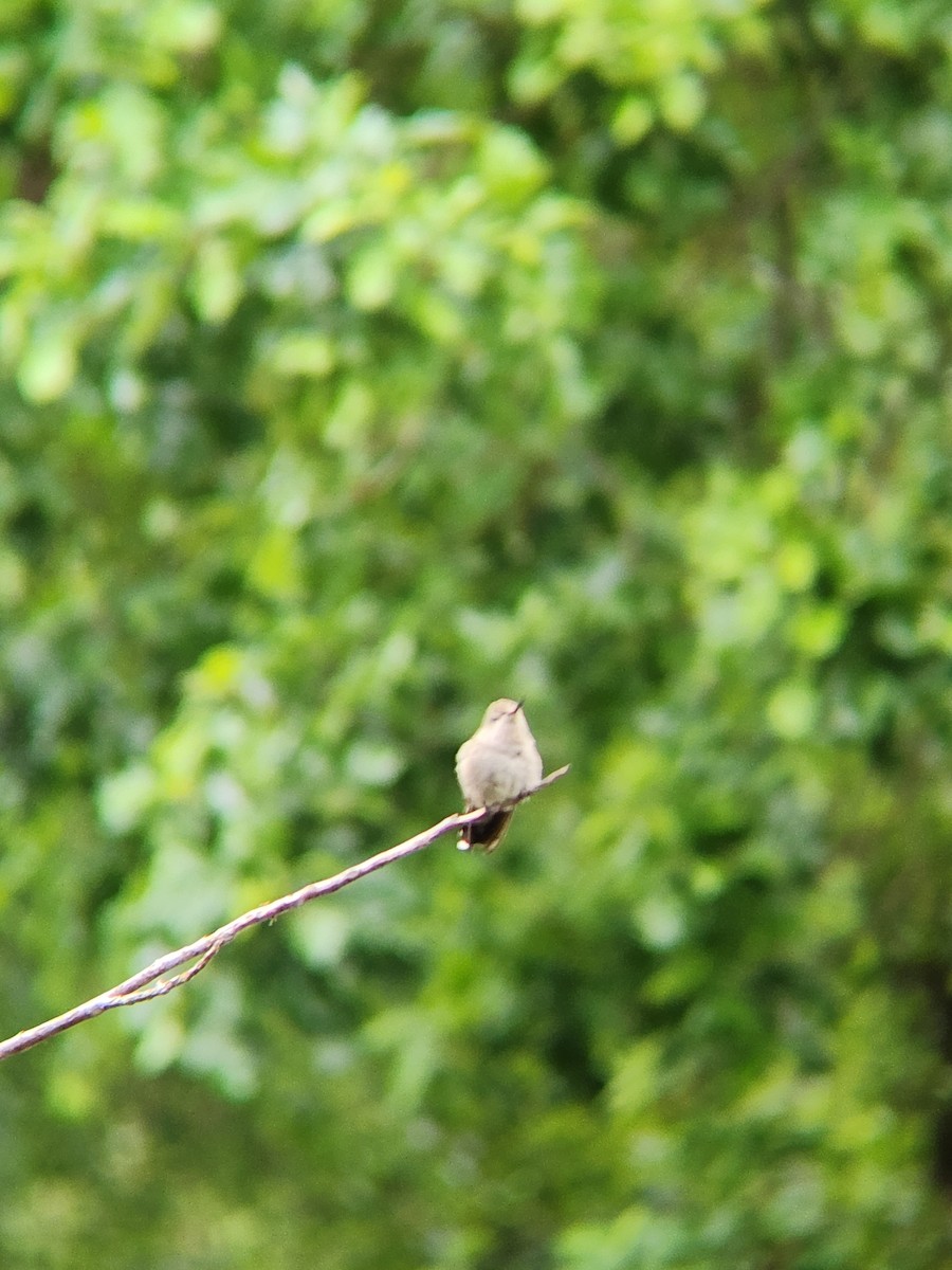 Anna's Hummingbird - ML619214646