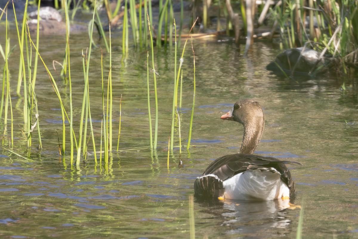 Greater White-fronted Goose - ML619214727