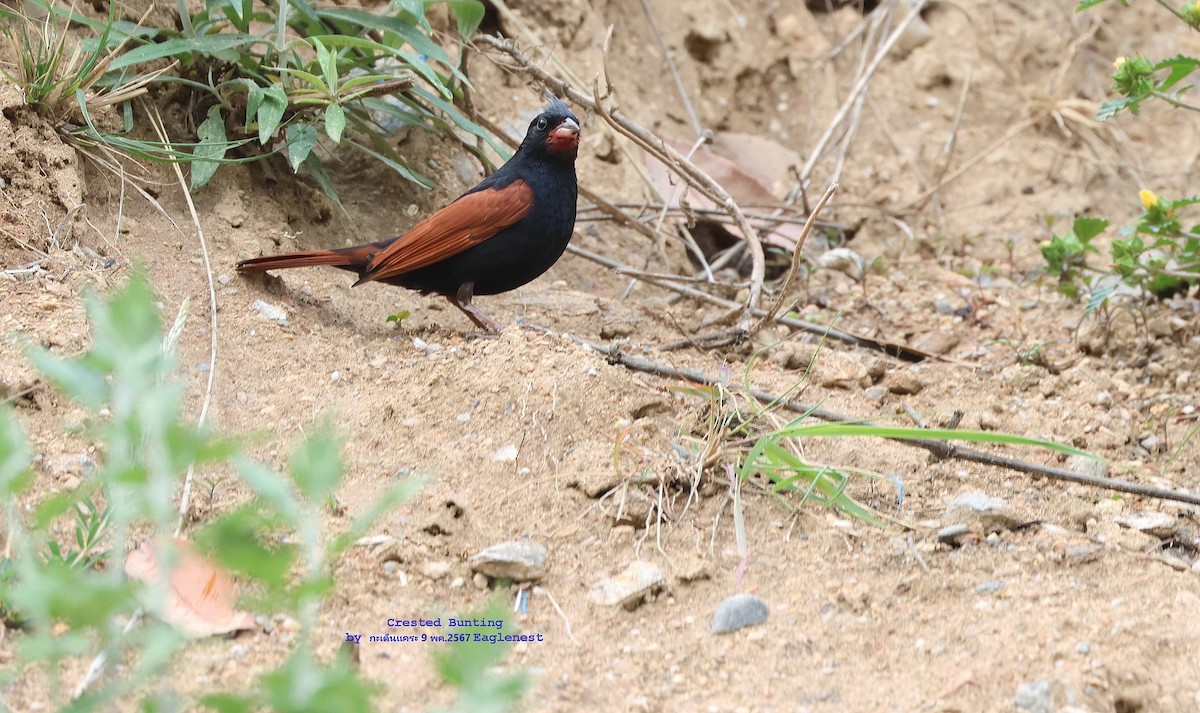 Crested Bunting - ML619214752