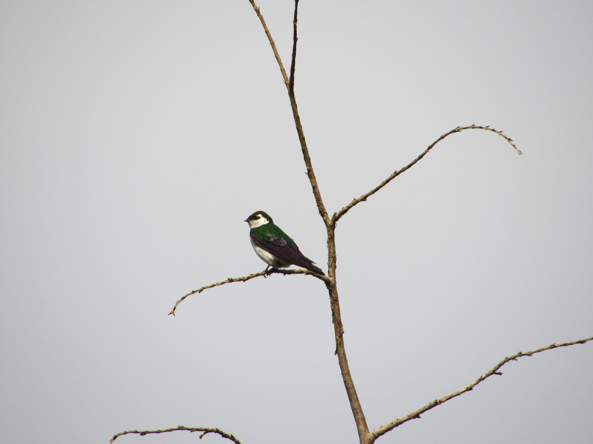 Violet-green Swallow - ML619214755