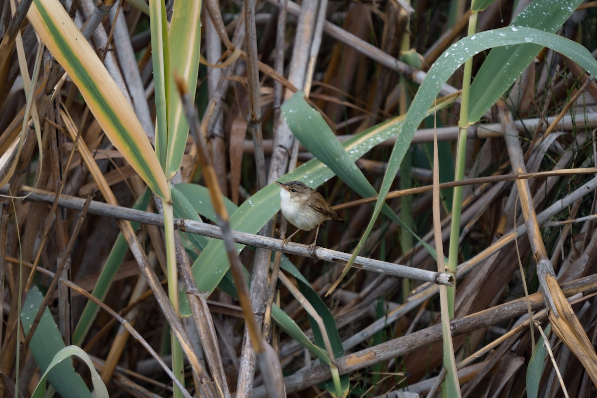 Common Reed Warbler - ML619214762
