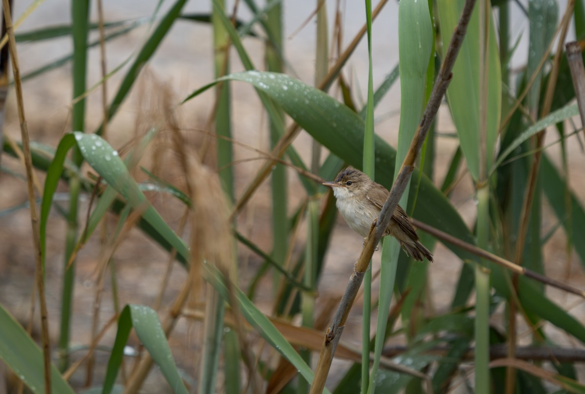 Common Reed Warbler - ML619214765