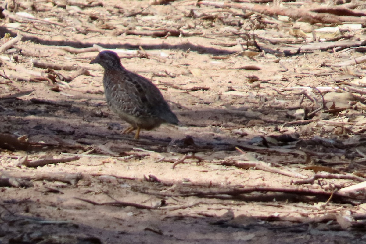 Painted Buttonquail - ML619214831