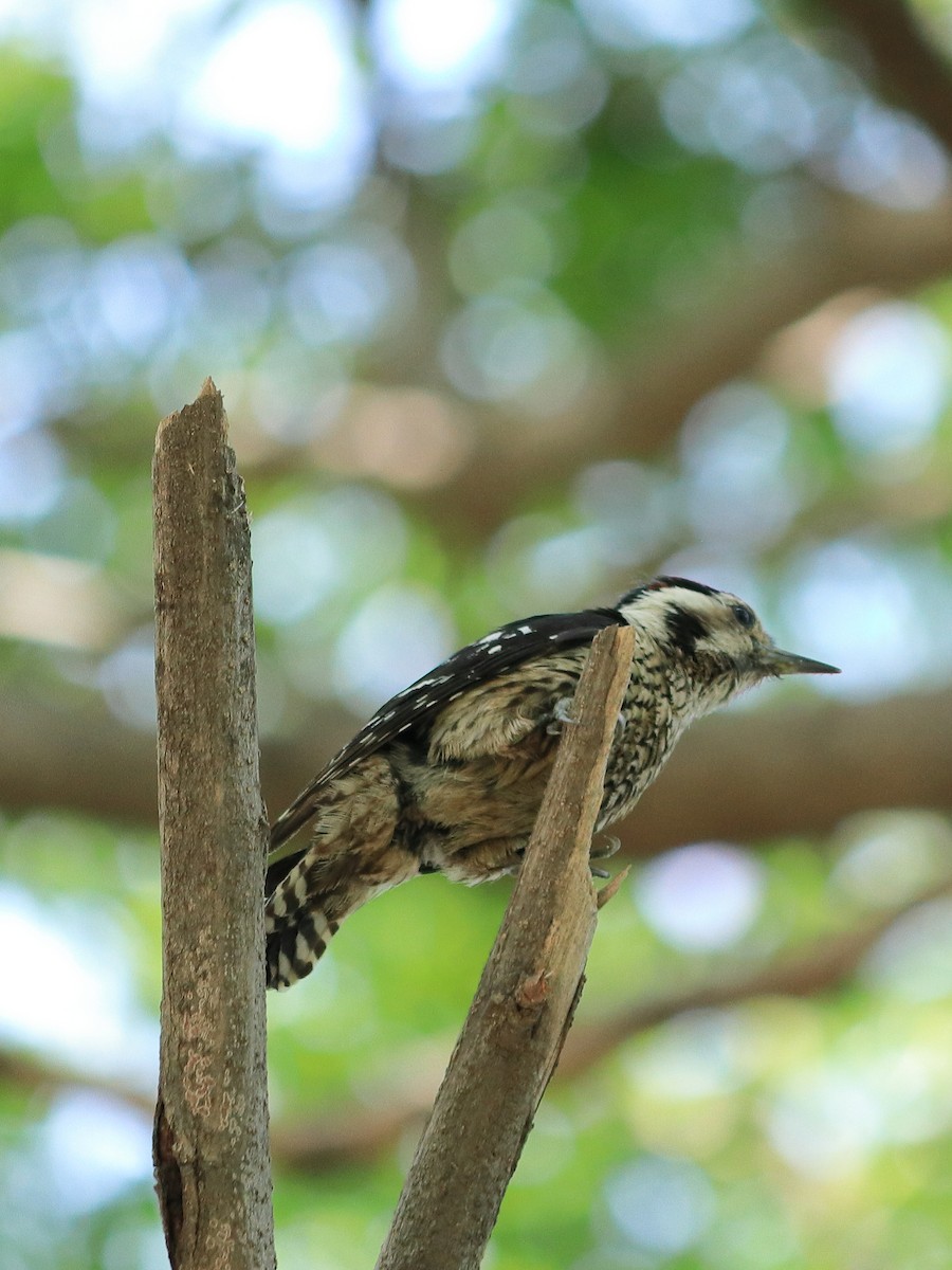 Gray-capped Pygmy Woodpecker - ML619214843