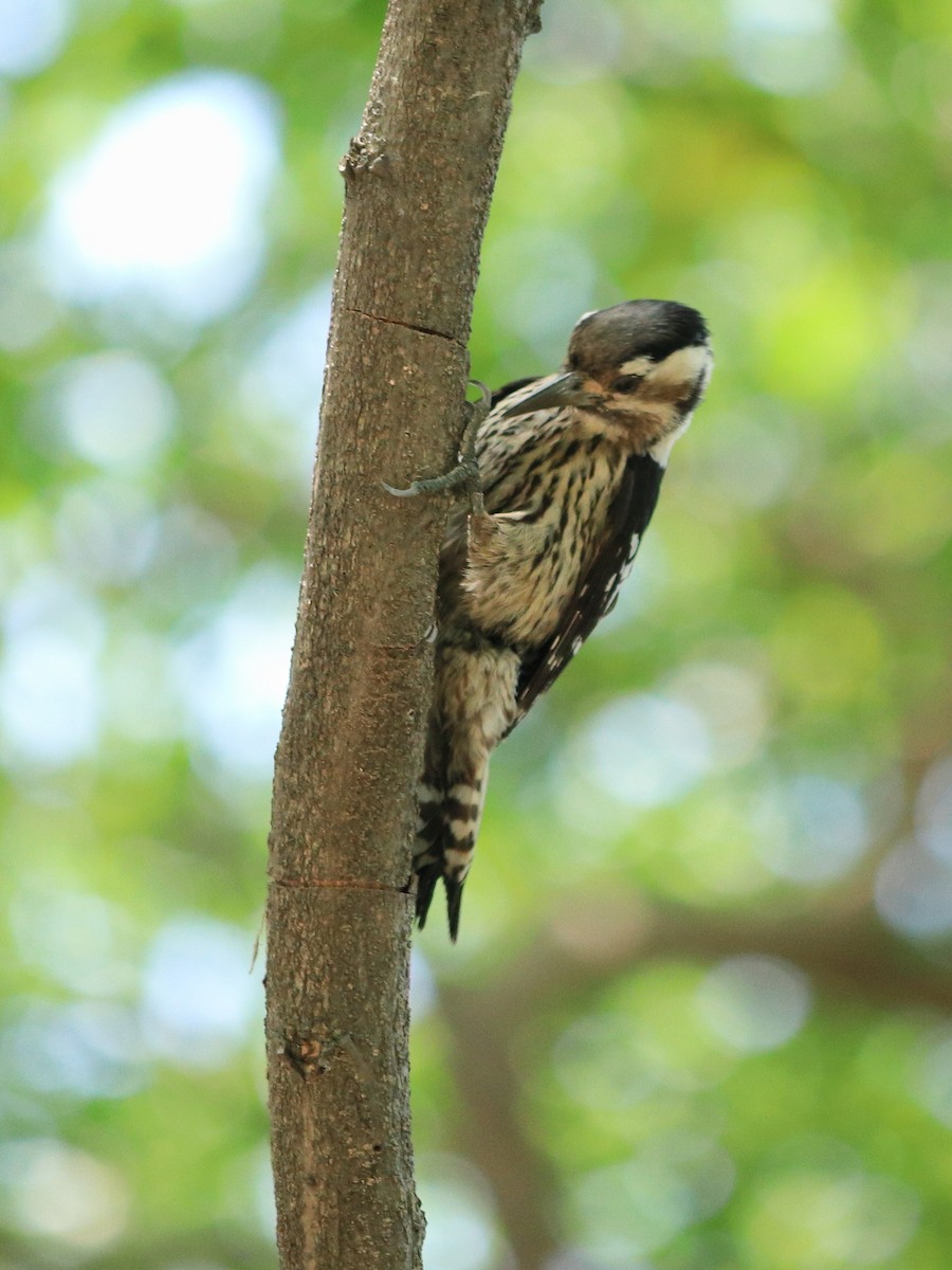 Gray-capped Pygmy Woodpecker - ML619214844