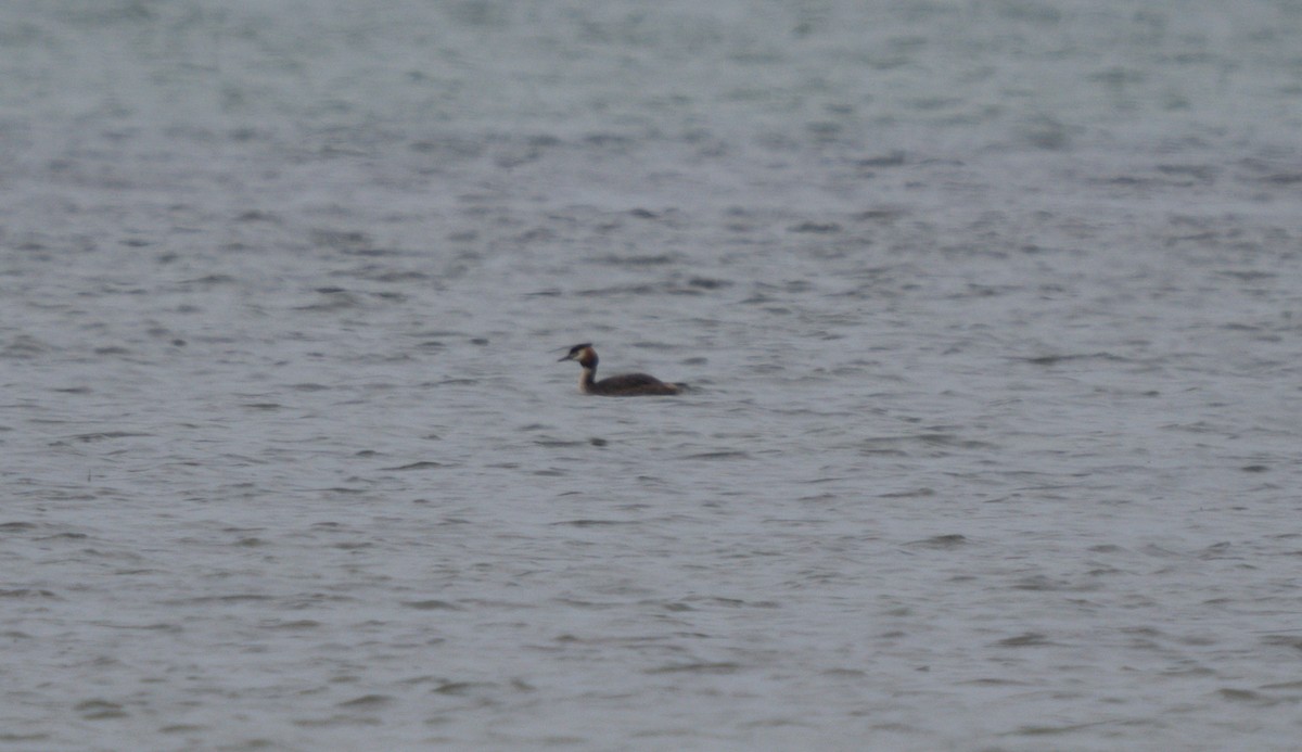 Great Crested Grebe - ML619214855