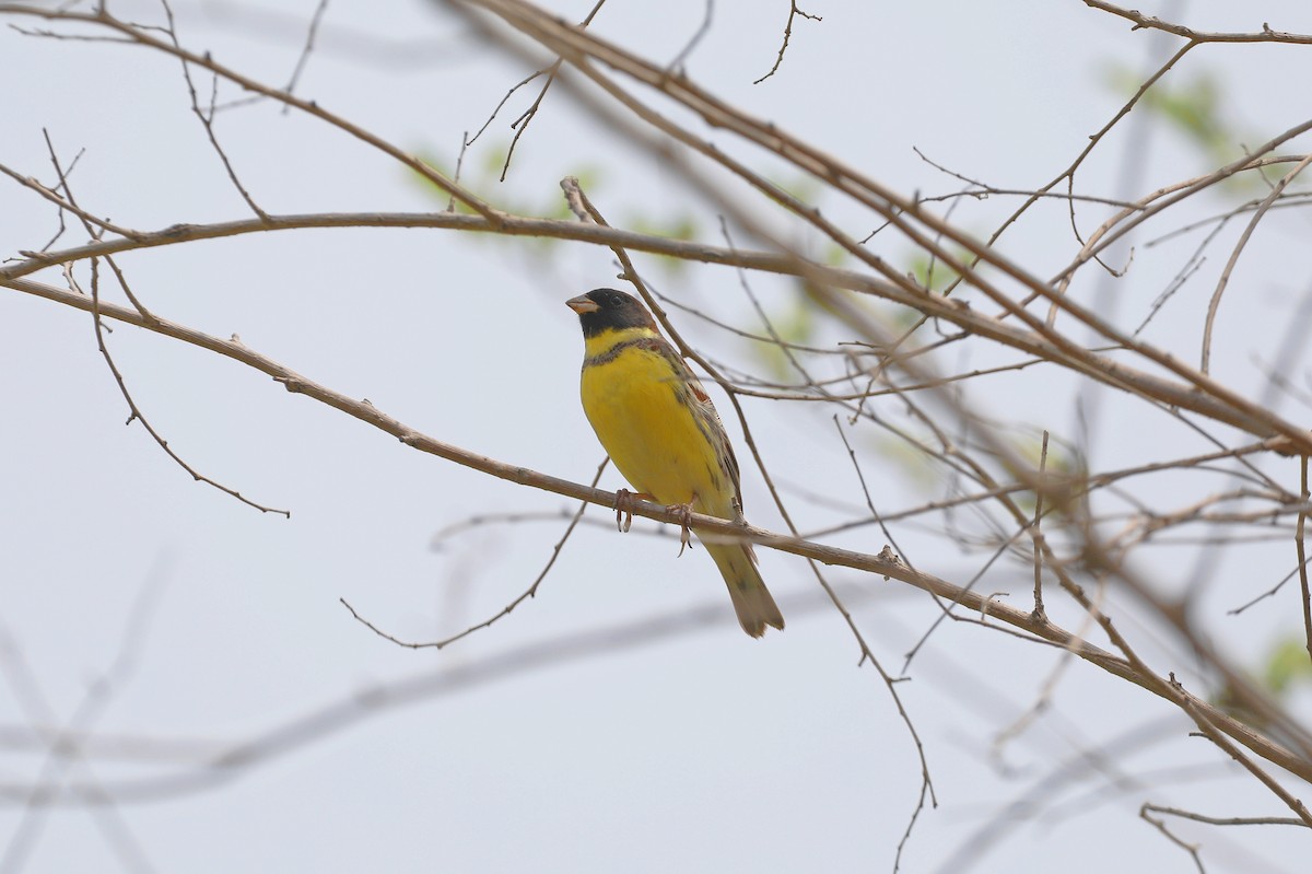 Yellow-breasted Bunting - ML619214865