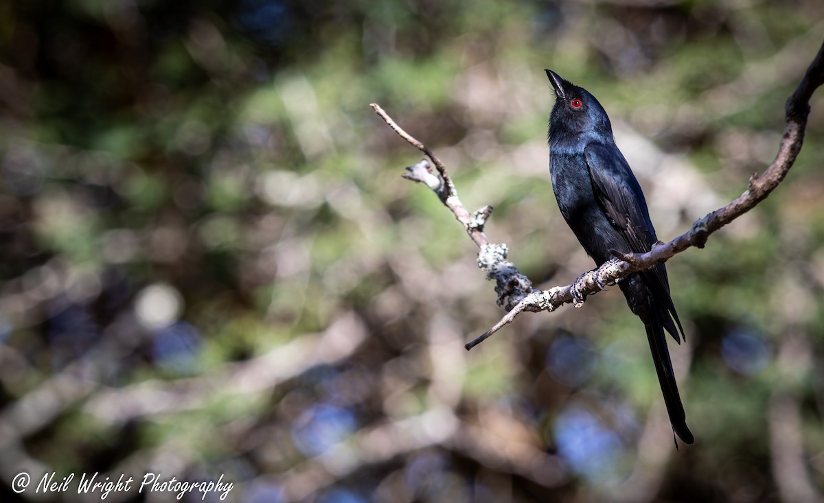 Fork-tailed Drongo - ML619214879