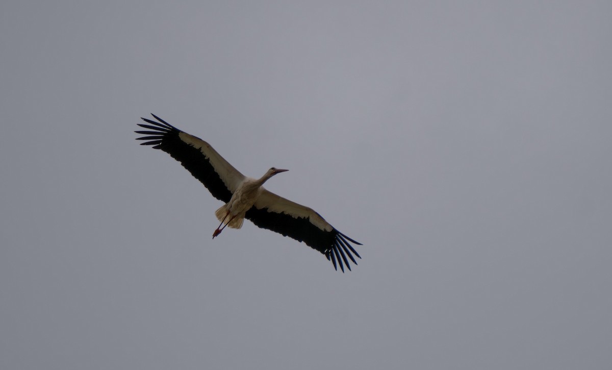 White Stork - ML619214934