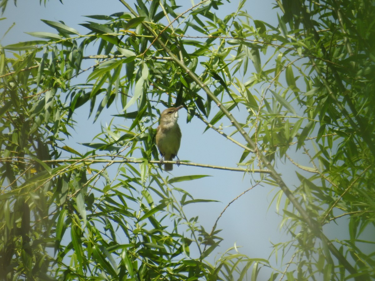 Oriental Reed Warbler - ML619214956