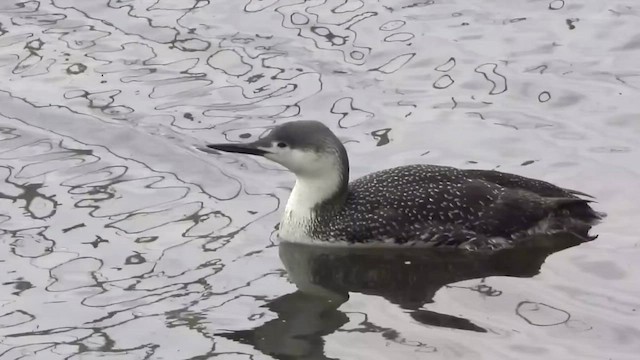 Red-throated Loon - ML619214960