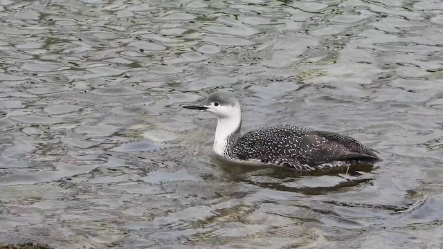 Red-throated Loon - ML619214961
