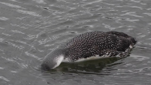 Red-throated Loon - ML619214965