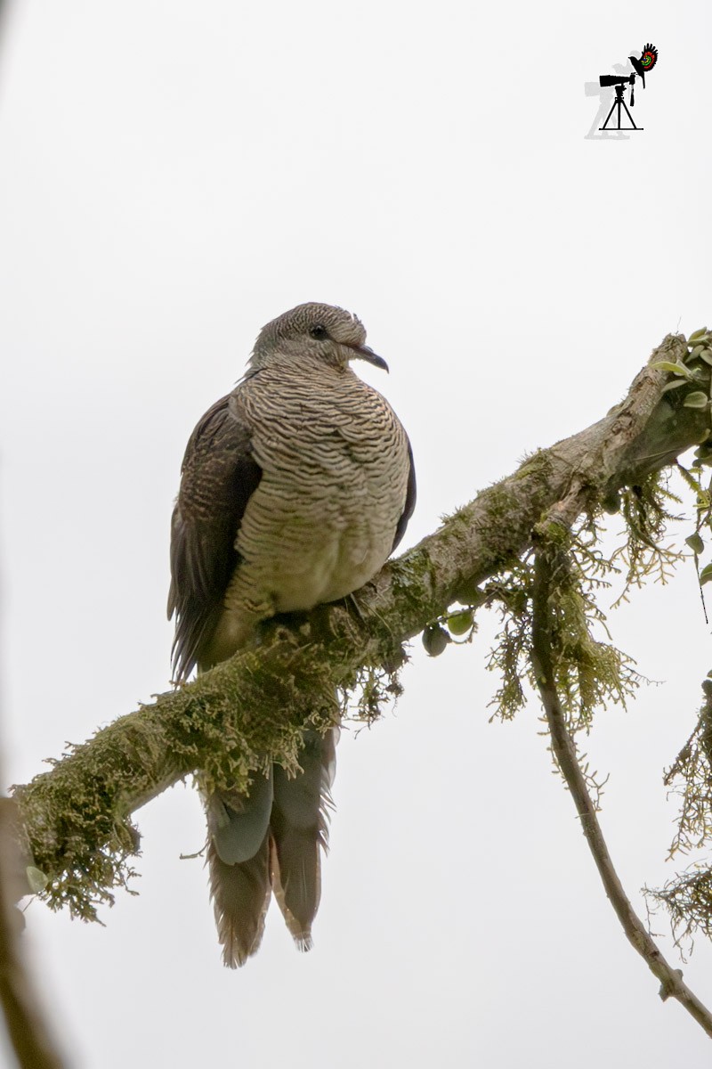 Mountain Imperial-Pigeon - ML619215060