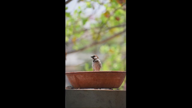 House Sparrow - ML619215083