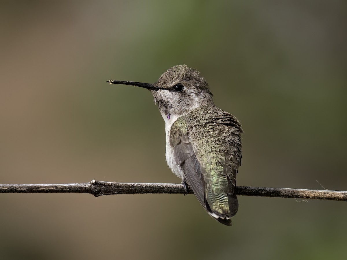 Costa's Hummingbird - ML619215090