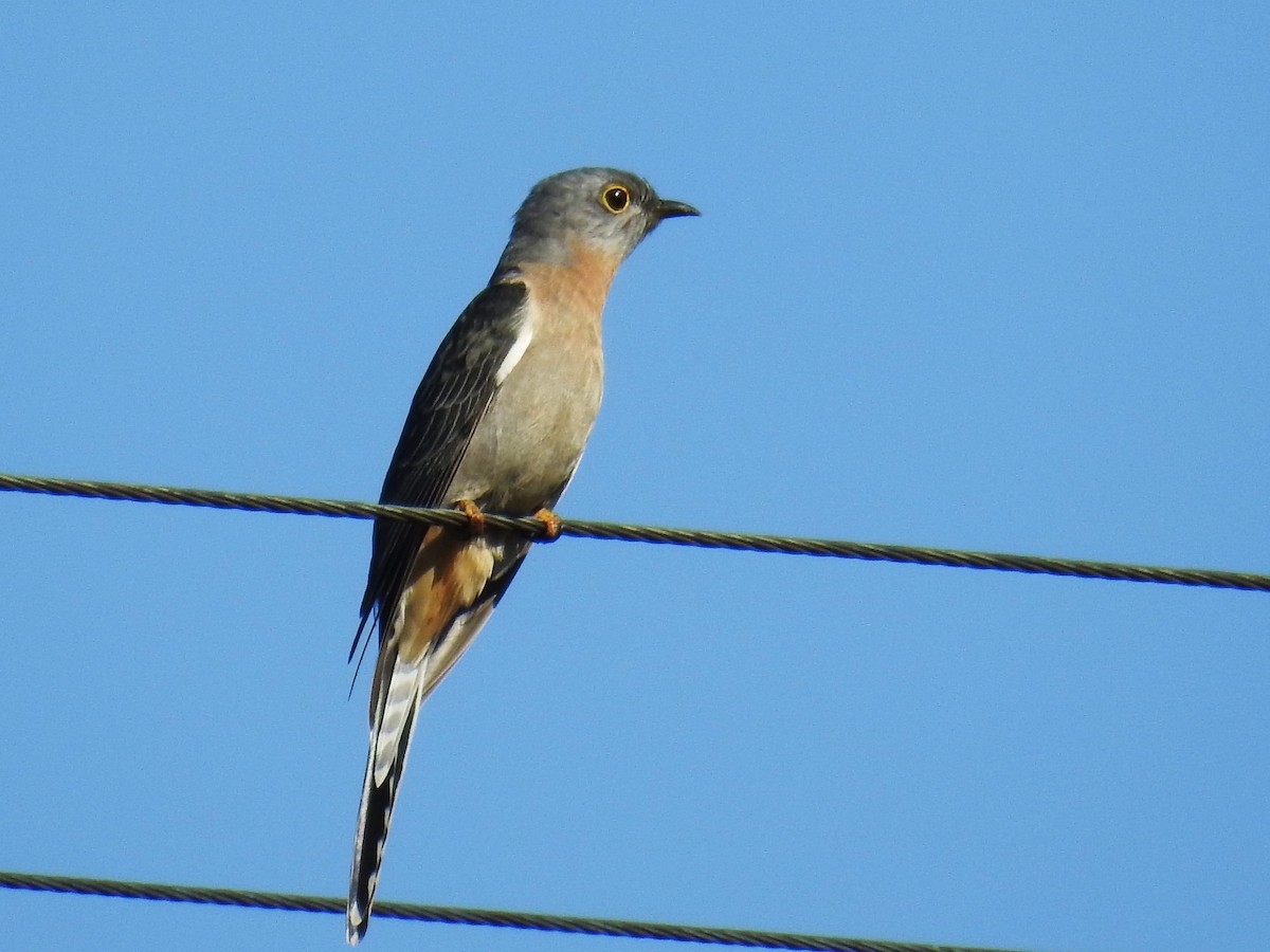 Fan-tailed Cuckoo - ML619215108