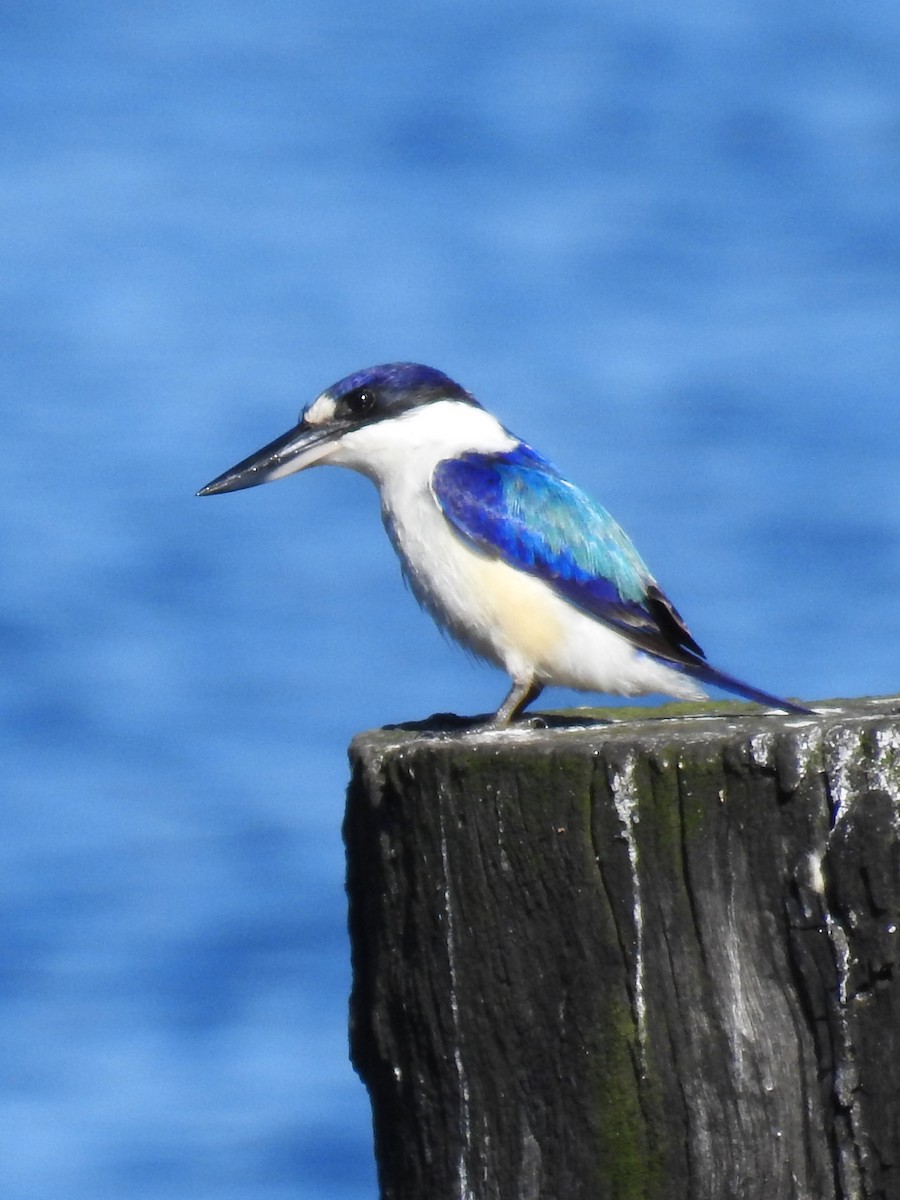 Forest Kingfisher - ML619215128
