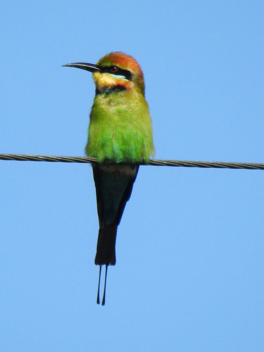 Rainbow Bee-eater - ML619215130