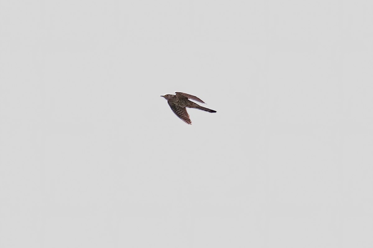 Indian Cuckoo - ML619215133