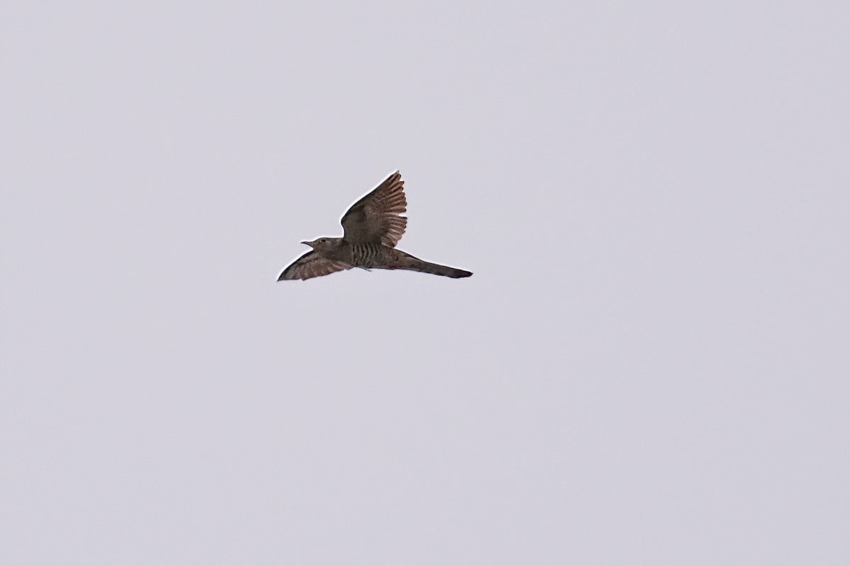 Indian Cuckoo - ML619215135