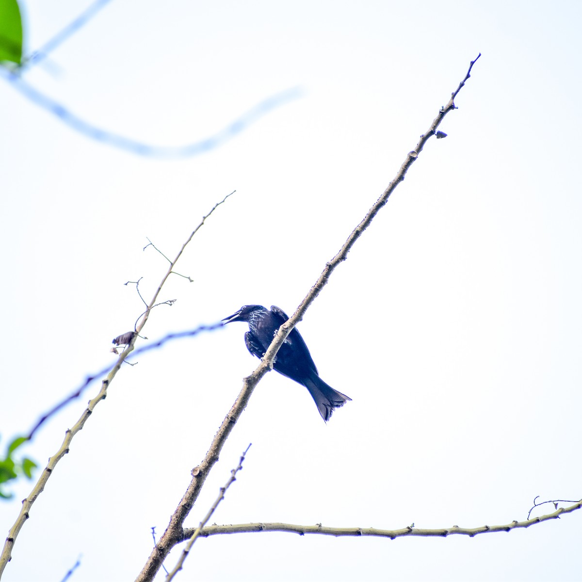 Hair-crested Drongo - ML619215200