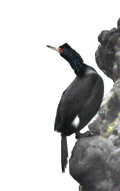 Red-faced Cormorant - ML619215235