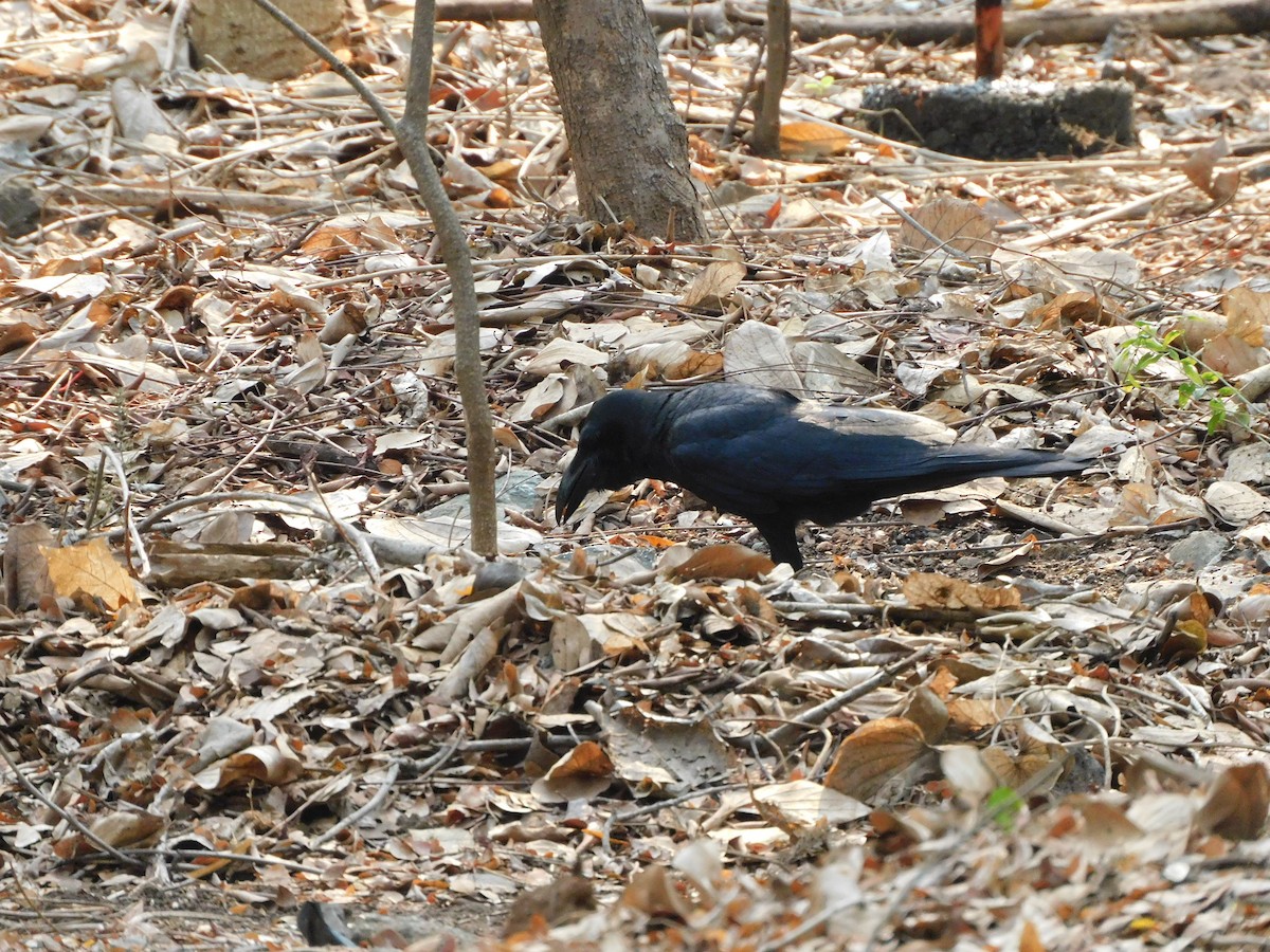 Large-billed Crow - ML619215302