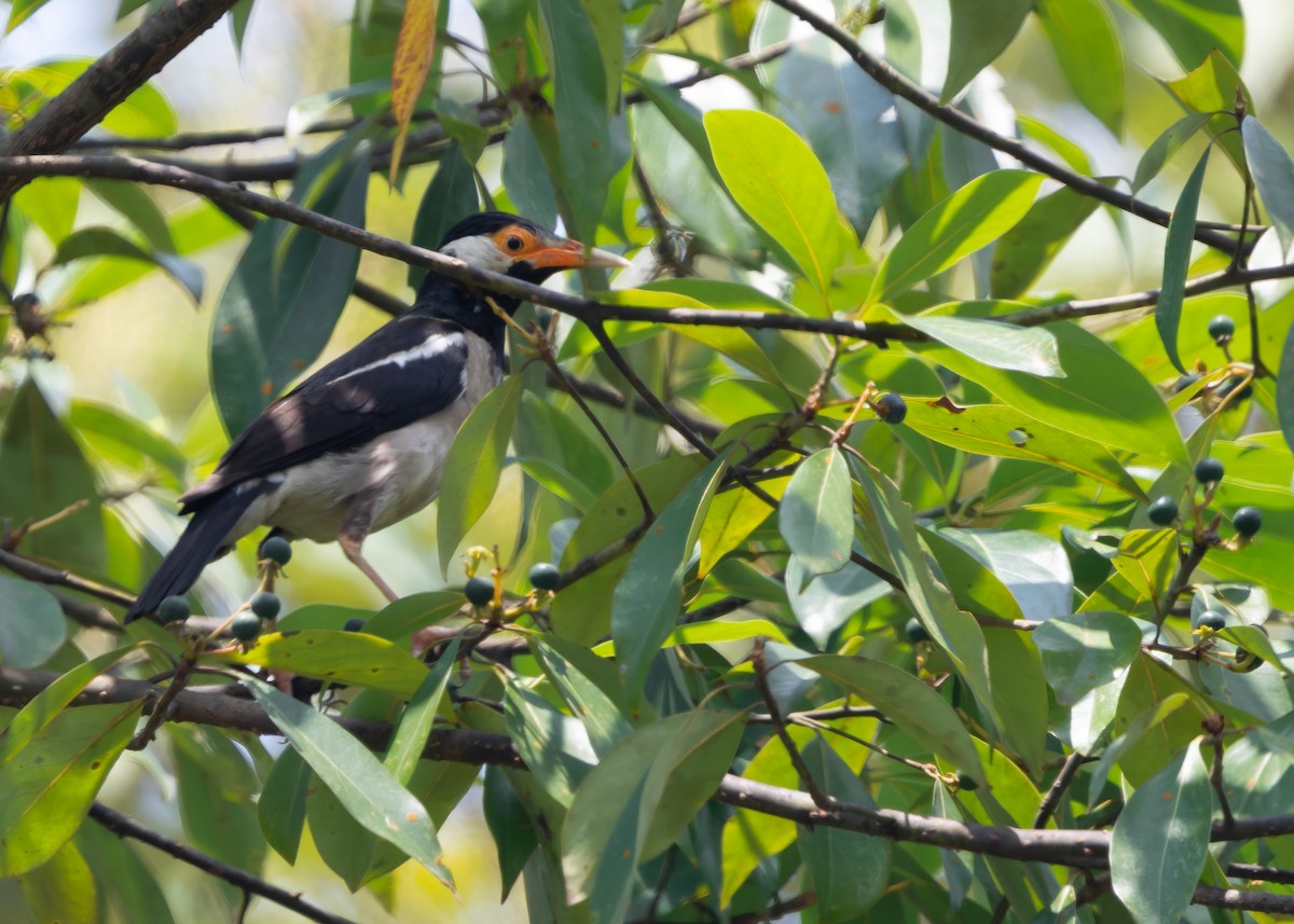 Indian Pied Starling - ML619215310