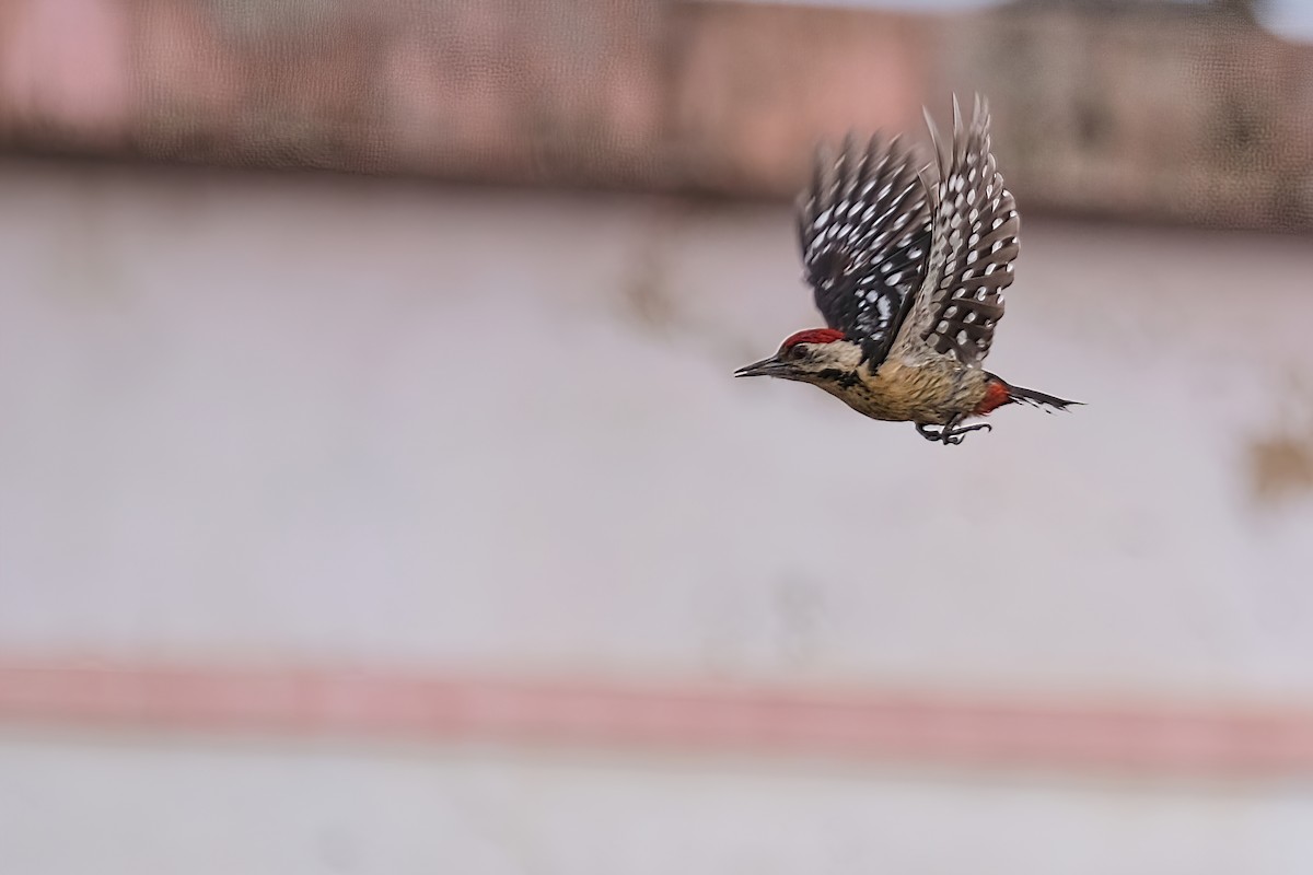 Fulvous-breasted Woodpecker - ML619215322