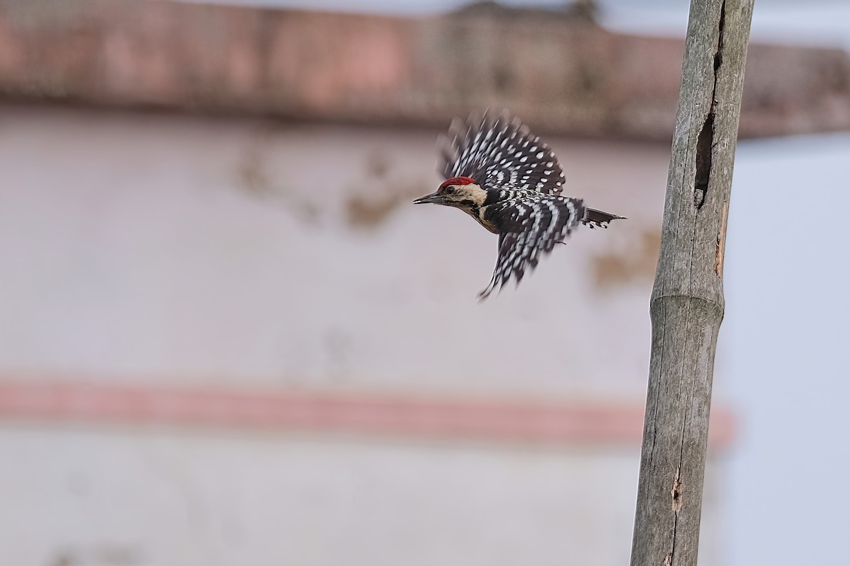 Fulvous-breasted Woodpecker - ML619215325