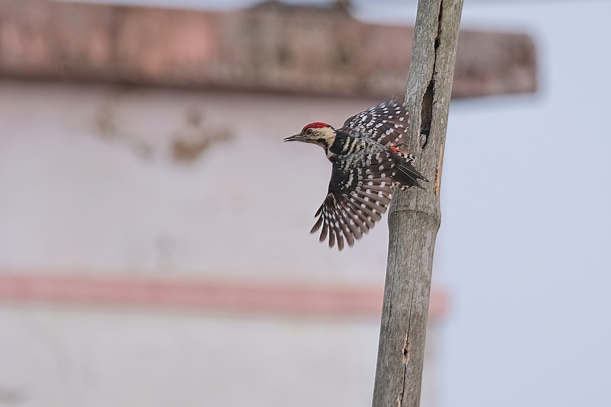 Fulvous-breasted Woodpecker - ML619215326