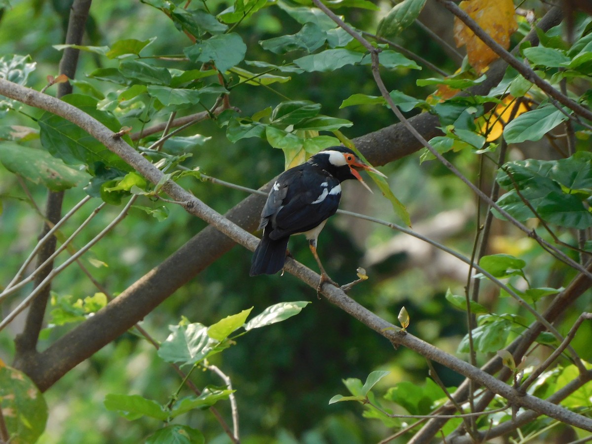 Indian Pied Starling - ML619215361