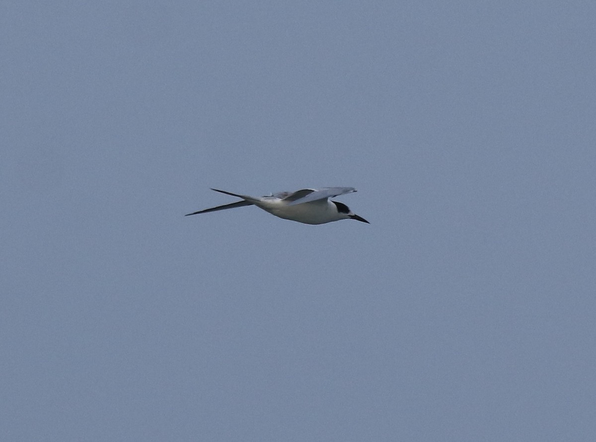 Common Tern - ML619215363