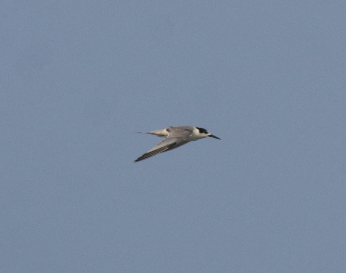 Common Tern - ML619215365