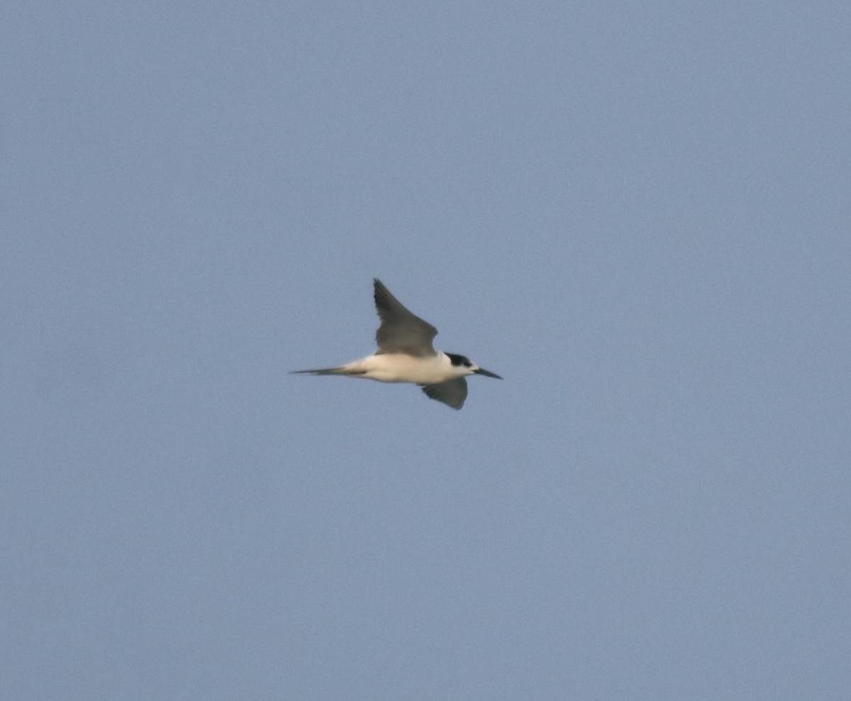 Common Tern - ML619215366