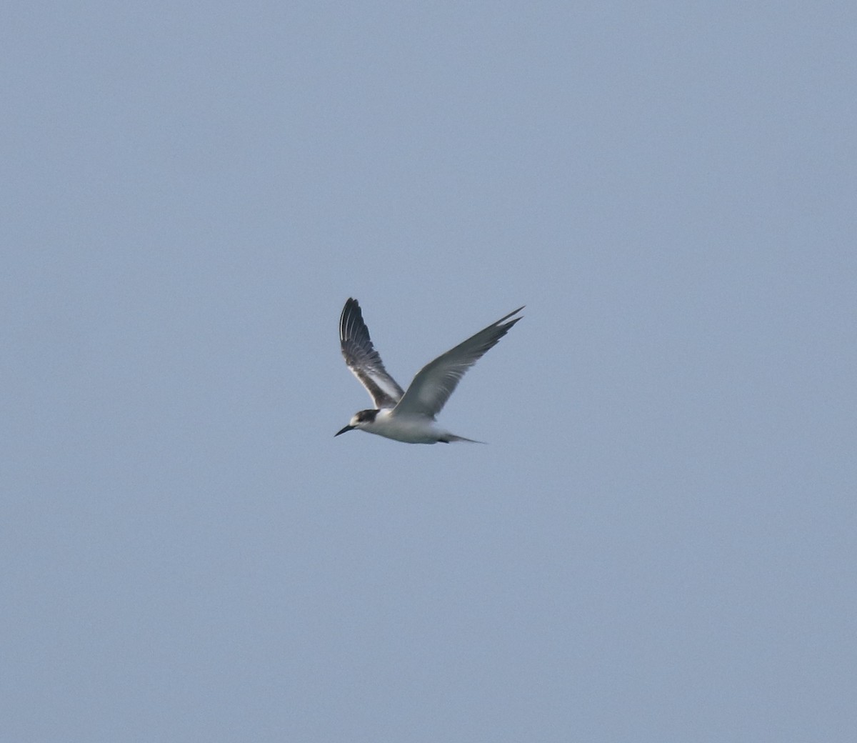 Common Tern - ML619215369