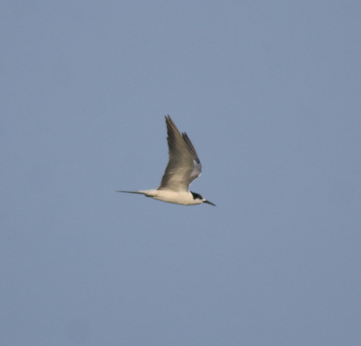 Common Tern - ML619215370